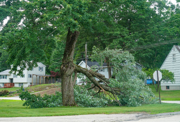 Best Tree Pruning Services  in Liberty Lake, WA